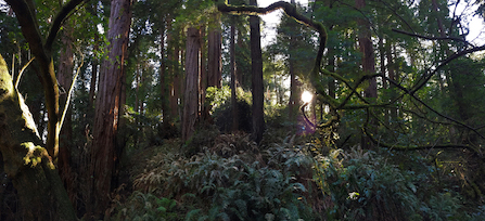 A variety of panoramic photos.